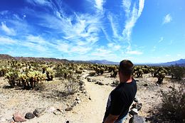 Route 66 - Sidetrip Joshua Tree NP