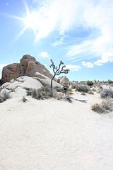 Route 66 - Sidetrip Joshua Tree NP